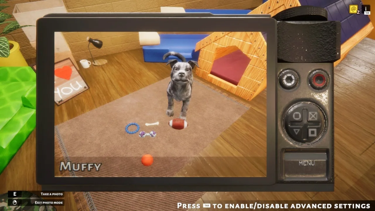 Animal Shelter — 6