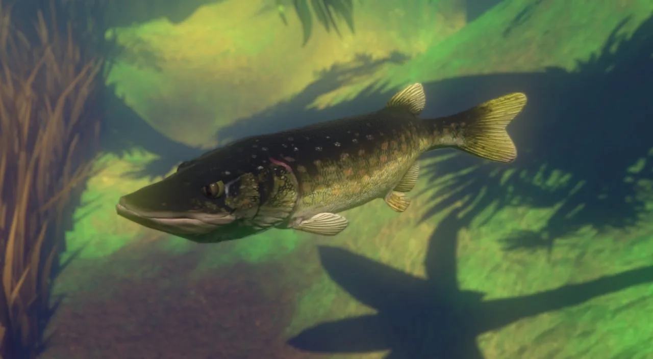 Feed and Grow: Fish — 10