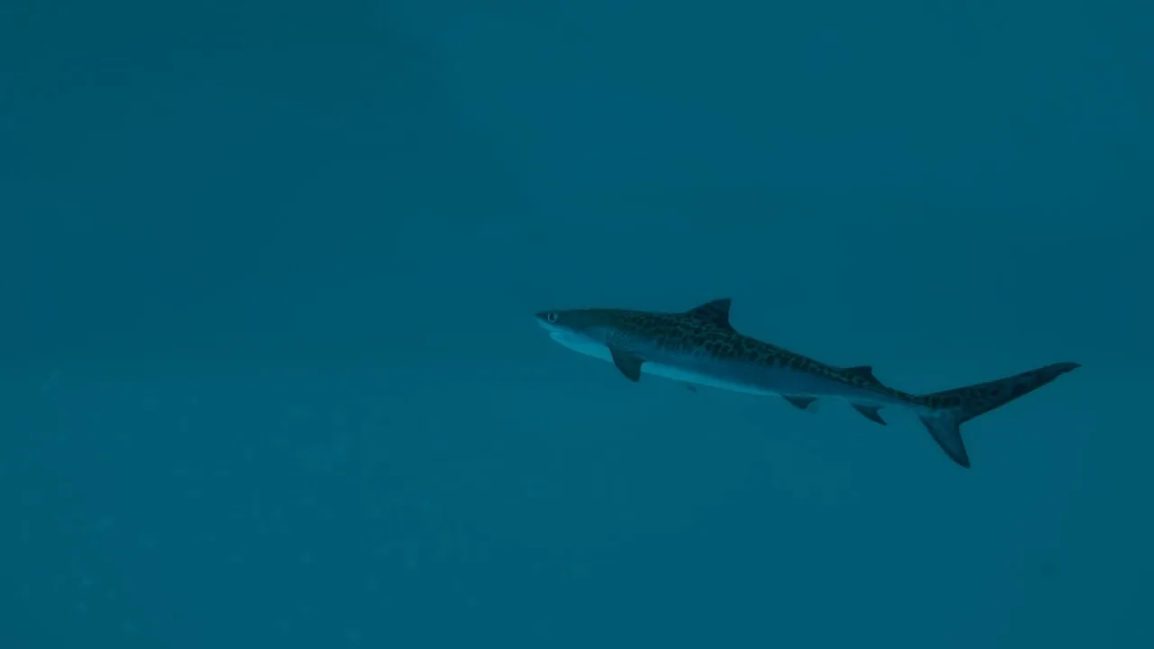Ultimate Fishing Simulator 2 — 7